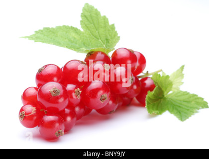 Reihe von roten Johannisbeeren auf weißem Hintergrund Stockfoto