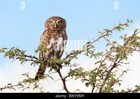 Perle gefleckte Owlet Glaucidium Perlatum, Kgalagadi Transfrontier Park, Südafrika Stockfoto