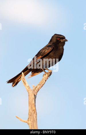 Forktailed Drongo, Dicrurus Adsimilis, Kgalagadi Transfrontier Park, Südafrika Stockfoto