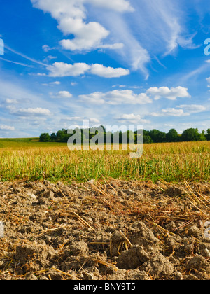 Feld-Stoppeln nach der Ernte - Indre-et-Loire, Frankreich. Stockfoto