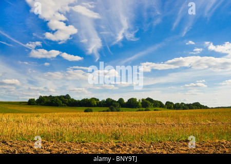 Feld-Stoppeln nach der Ernte - Indre-et-Loire, Frankreich. Stockfoto