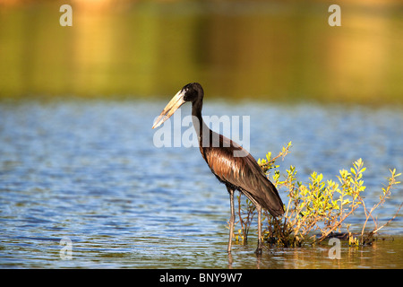Afrikanische Openbill, Anastomus Lamelligerus, Krüger Nationalpark, Südafrika Stockfoto