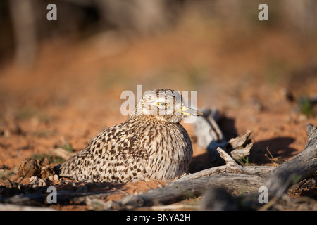 Gefleckte Thickknee (Dikkop), Burhinus Capensis, Nest, Kgalagadi Transfrontier Park, Südafrika Stockfoto