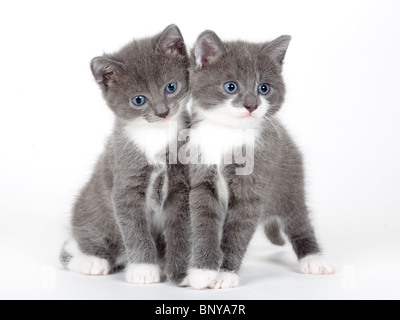 zwei blaue Augen graue Kätzchen, isoliert auf weiss Stockfoto