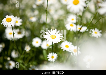 Ochsen-Auge Gänseblümchen wachsen wild Stockfoto
