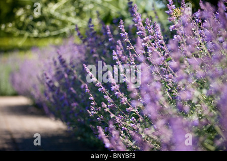 Lavendel blüht im Sommer Stockfoto