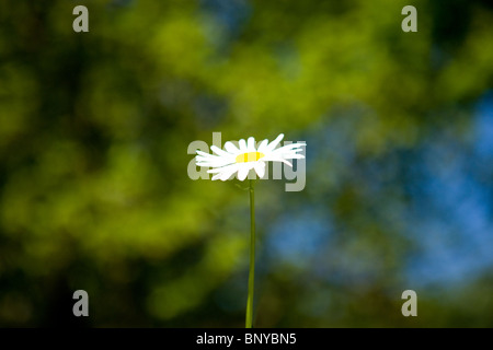 Ein Ochsen-Auge-Gänseblümchen Stockfoto