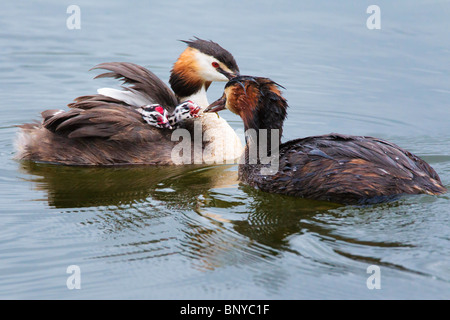 Great Crested Haubentaucher ihre Küken füttern Stockfoto