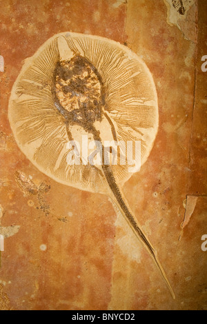 Fossilen Stingray, Heliobatis Bogenmaß, Süßwasser Stingray, unteren Eozän, 50 Millionen Jahre alt, Wyoming Stockfoto