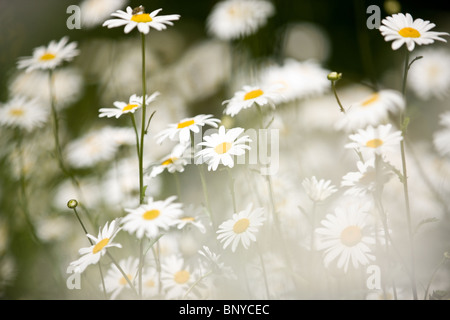 Ochsen-Auge Gänseblümchen, soft-Fokus Bild Stockfoto