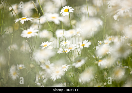 Ochsen-Auge Gänseblümchen wachsen wild Stockfoto