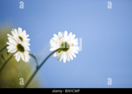 Drei Ochsen-Auge Gänseblümchen gegen einen Sommerhimmel Stockfoto