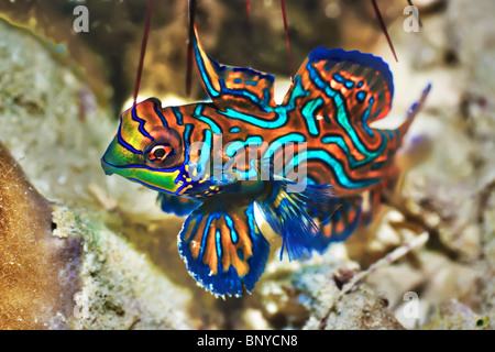 Kleine tropische Fische Mandarienenfische Nahaufnahme. Sipadan. Celebes-See Stockfoto