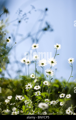 Ochsen-Auge Gänseblümchen wachsen wild Stockfoto