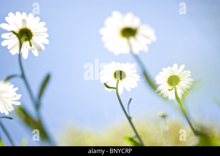 Ochsen-Auge Gänseblümchen gegen einen Sommerhimmel Stockfoto