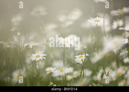 Ochsen-Auge Gänseblümchen, soft-Fokus Bild Stockfoto