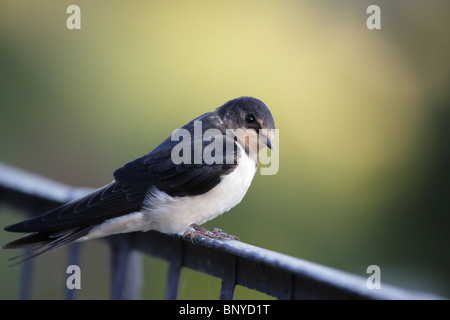 Eine Rauchschwalbe (Hirundo Rustica) sitzt auf einem Geländer. Stockfoto