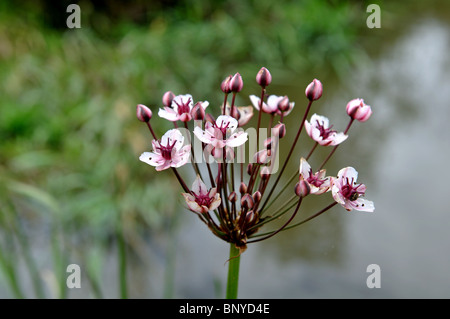 Blühende Rush, Butomus umbellatus Stockfoto