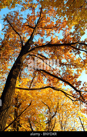 im Herbst gelbe Baum im Sonnenuntergang lichten Wald Stockfoto