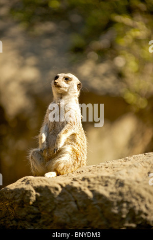 Erdmännchen auf Wache.  Halten Wache für Raubtiere. Stockfoto