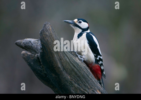 Ein Buntspecht hockt auf einem alten Baumstumpf Stockfoto