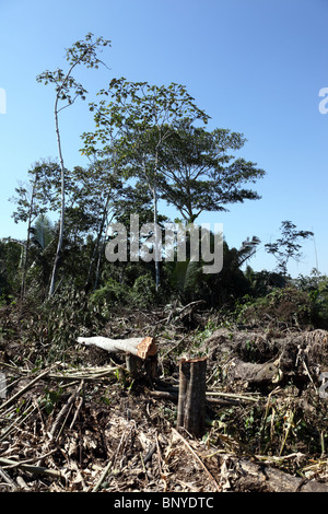 Entwaldung für die Siedlung in der Nähe von Rurrenabaque, Bolivien Stockfoto