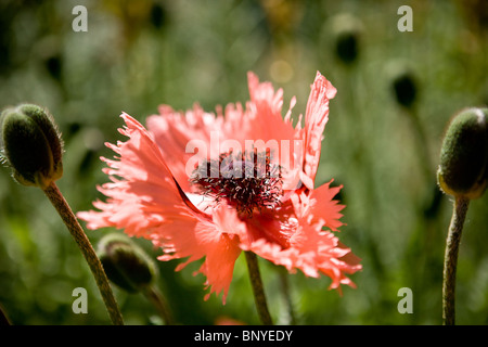 Ein gefiederter orientalische Mohn Blume, Farncett Sommer-Vielfalt Stockfoto