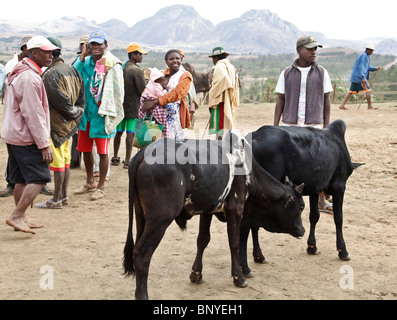 Antemoro Farmers und Zebu Rinder Ochsen auf dem Wochenmarkt Zebu in Ambalavao, Haute Matsiatra; Südost-Madagaskar Stockfoto