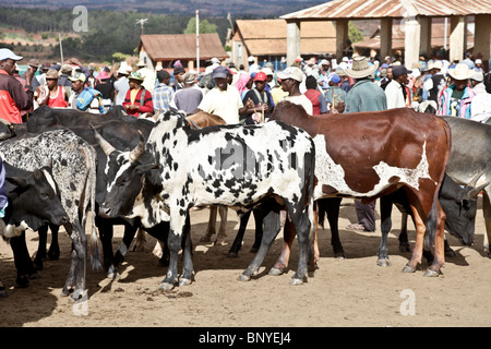 Zebu-Rinder zum Verkauf auf dem belebten Zebu-Wochenmarkt in Ambalavao, Haute Matsiatra, das größte in Madagaskar Stockfoto