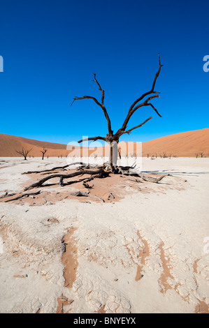 Dead Vlei am Sossusvlei Landschaft mit Toten Akazien und roten Sand Dünen Namib Naukluft Park, Namibia Stockfoto