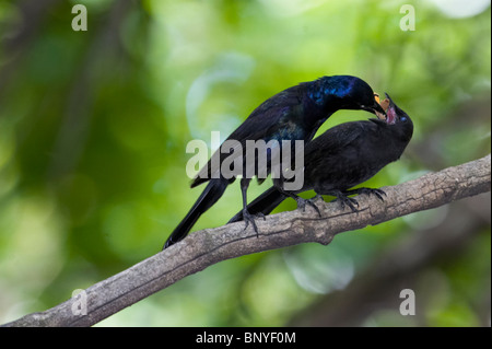 Erwachsene häufig Grackle Fütterung eine Orange Raupe, ein Küken Stockfoto