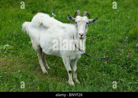 Die weiße Ziege gegen einen grünen Rasen sieht in einer Kamera. Stockfoto