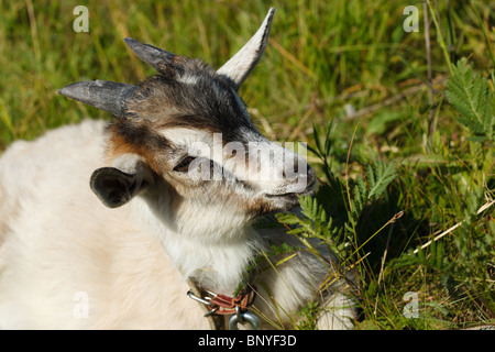 Kind an der Leine auf einer Wiese. Stockfoto