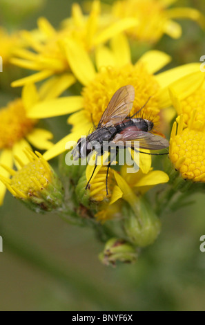 Parasiten, fliegen, Eriothrix Rufomaculata, Tachinidae, Diptera auf Kreuzkraut Stockfoto