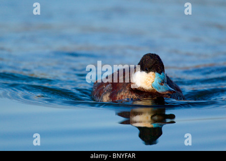 Erwachsene männliche Ruddy Duck in der Zucht Gefieder schwimmen Stockfoto