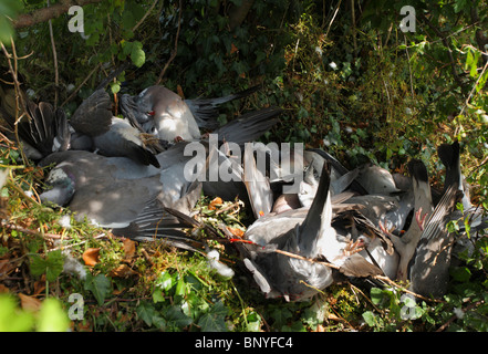 Tote Tauben erschossen frisch mit einer Schrotflinte. Stockfoto