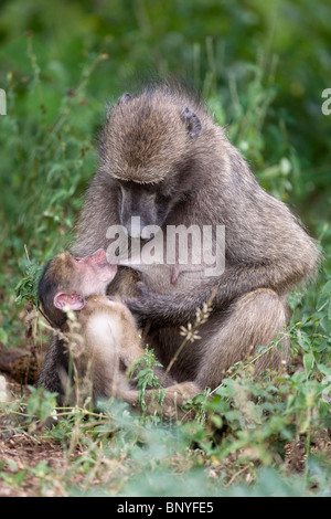 Junge Chacma Pavian, Papio Cynocephalus Ursinus, Spanferkel, Kruger National Park, Mpumalanga, Südafrika Stockfoto