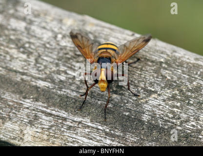 Große gelbe Hoverfly, Volucella Inanis, Syrphidae, Diptera. Sy Musca Inanis, Musca meistens, Volucella meistens. Hornet Mimic Stockfoto