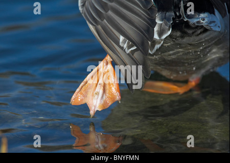 Eine Erwachsene männliche Stockente streckte seinen Fuß Stockfoto