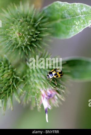Gelbe 14-Spot Ladybird, Propylea Quatuordecimpunctata, aka Propylea 14-Trommler, Coccinellidae auf eine Klette Blume Stockfoto
