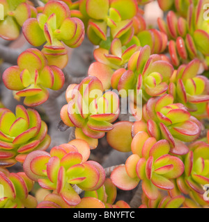 Crassula Pflanzen Hintergrund Stockfoto