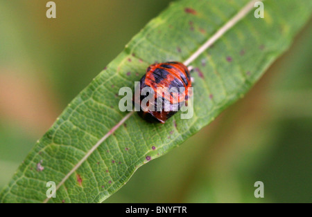 Harlekin Pupa Marienkäfer, Harmonia Axyridis. Stockfoto