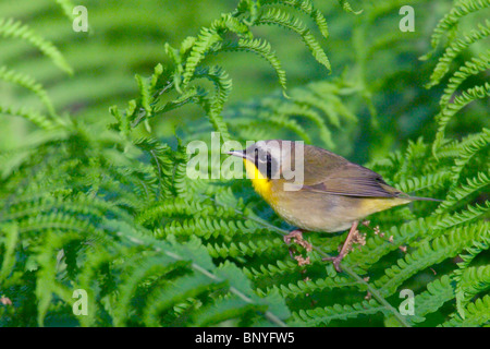 Erwachsene männliche gemeinsame Yellowthroat, stehend auf einem Farn Blatt Stockfoto