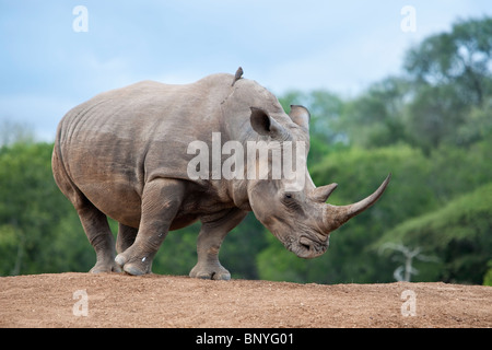 Breitmaulnashorn, Ceratotherium Simum, Royal Hlane Nationalpark, Swasiland, Afrika Stockfoto