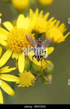 Parasiten, fliegen, Eriothrix Rufomaculata, Tachinidae, Diptera auf Kreuzkraut Stockfoto