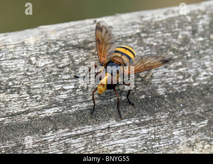 Große gelbe Hoverfly, Volucella Inanis, Syrphidae, Diptera. Sy Musca Inanis, Musca meistens, Volucella meistens. Hornet Mimic Stockfoto