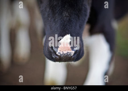 Holstein-Friesian Milchkuh Stockfoto