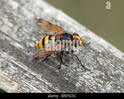 Große gelbe Hoverfly, Volucella Inanis, Syrphidae, Diptera. Sy Musca Inanis, Musca meistens, Volucella meistens. Hornet Mimic Stockfoto