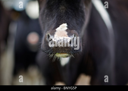 Holstein-Friesian Milchkuh Stockfoto