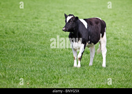 Holstein-Friesian Milchkuh Stockfoto